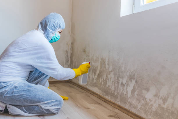 Black mold inspection in Colts Neck